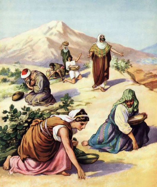 Gathering manna Exodus 16:14-16
